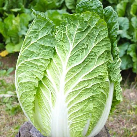 
Fresh Celery Cabbage. 