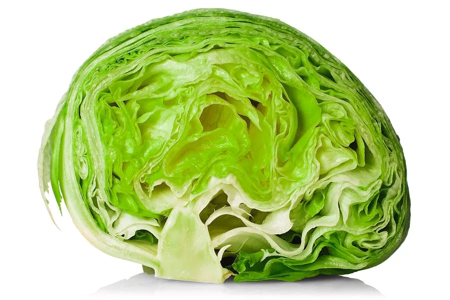 fresh iceberg lettuce -highest quality - very competitive price.