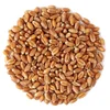 feed barley,bulk malted barley