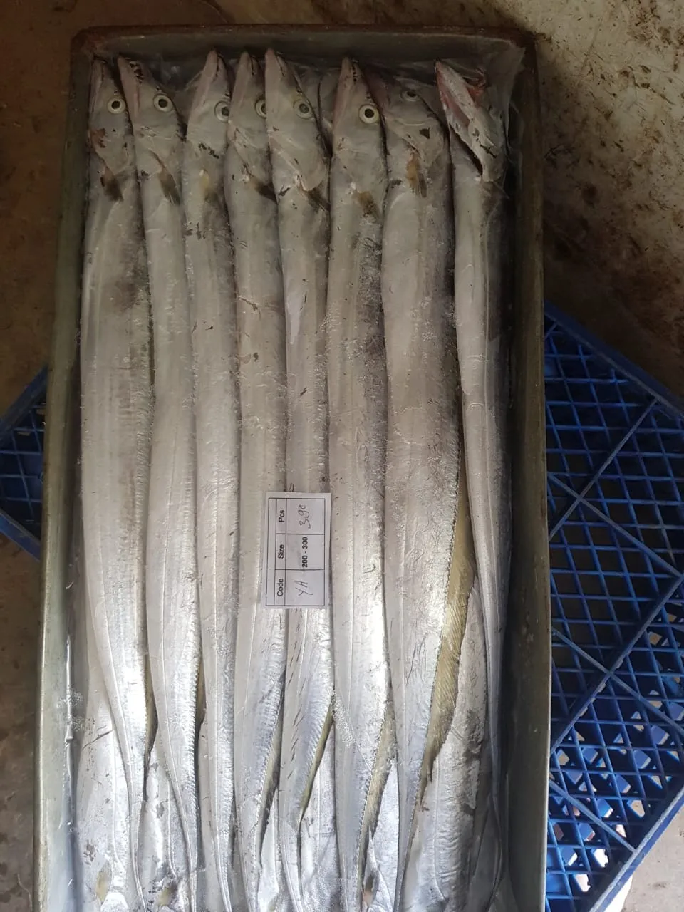 Frozen Ribbon Fish /hairtail Fish Whole Round From Indonesia Buy