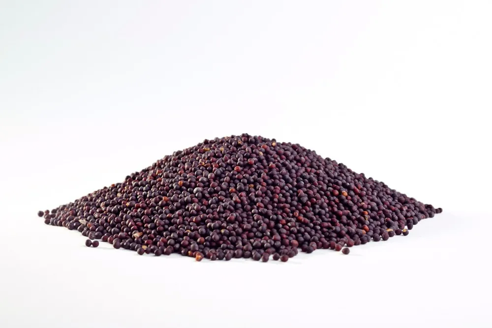 高品质的乌克兰油菜籽油菜籽