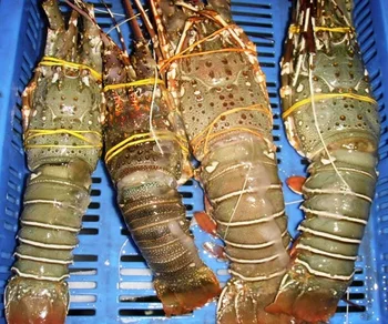 slipper lobster price