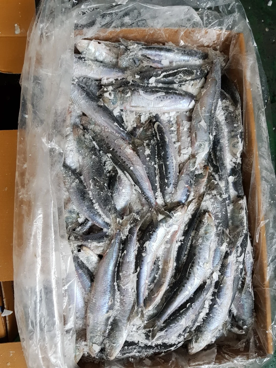 sardine (5).JPG