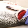 Fresh Atlantic Salmon,Premium Fresh Norwegain Salmon,Salmon Salar