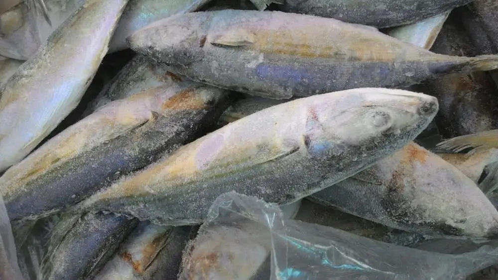 frozen emperor fish