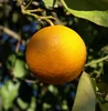 bulk citrus , Navel oranges and Valencia , grape fruit , lemon , from egypt
