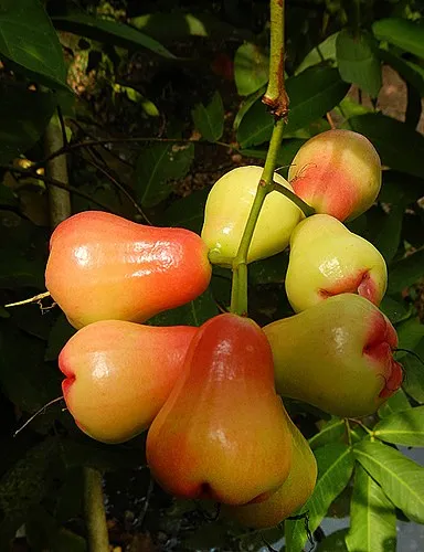 wax apple ( fresh fruit, hight quality )