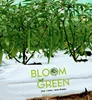coco peat grow bags