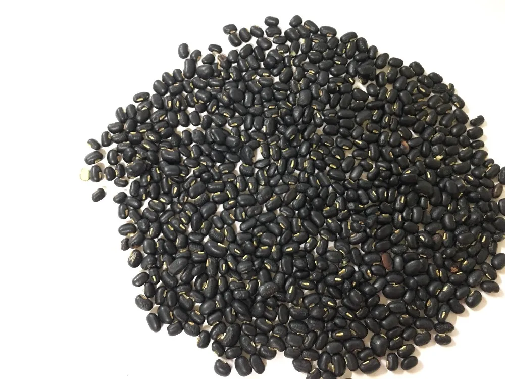 New Black Beans ( Fresh Green Inside ) From Vietnam - Buy Vietnam,Black ...