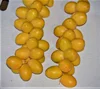 Fresh Indian Dates/Yellow Dates/Fresh Barhi Dates 2019!