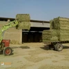 RHODES-GRASS-HAY For Animals High Protein Rhodes Grass Hay