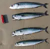 Fresh Atlantic Mackerel Fish Cheap Offer