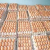 100% Fresh Chicken Table Eggs