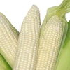 WHITE MAIZE for sale now