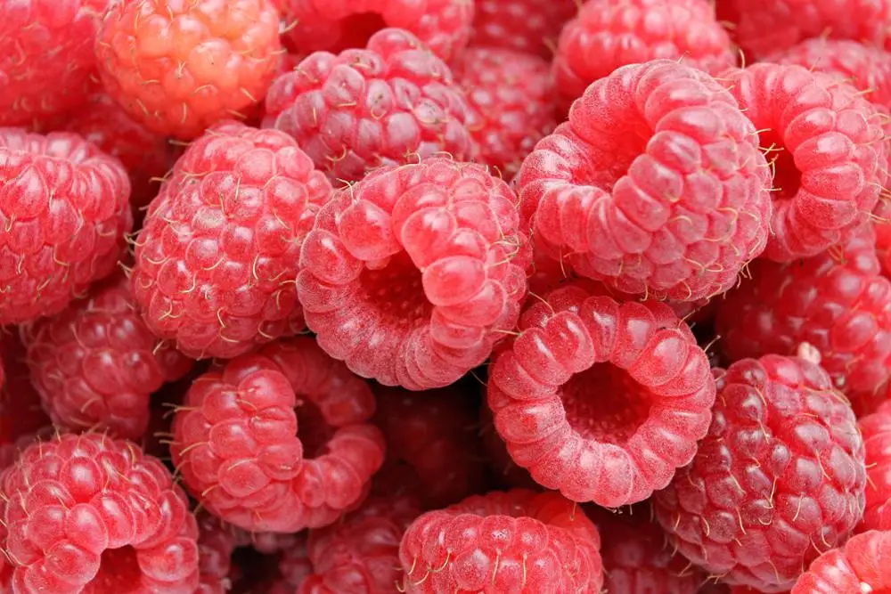 raspberry fruit, freeze dried raspberry,no added ingridents
