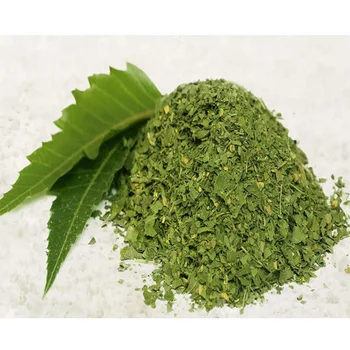 1000 Gambar Daun Neem Paling Keren 1000 Gambar Daun Neem Paling Keren