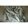 Sardine Fish For China - Frozen Sardine Export Quality - Frozen Sardine Canned