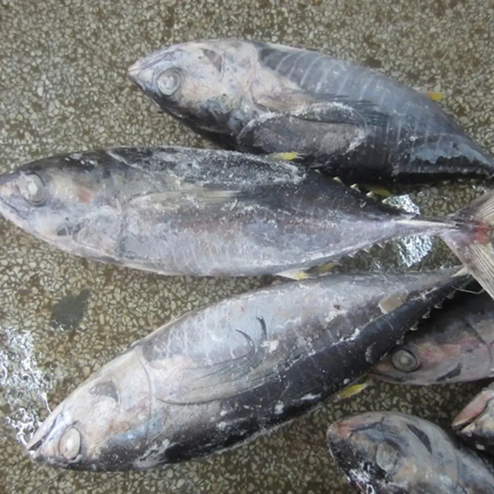 冷冻全圆形黄鳍/蓝鳍金枪鱼鱼