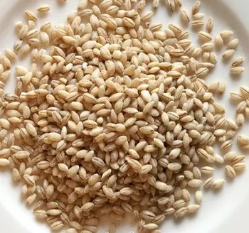 barley seed quality aaa premium animal consumption larger
