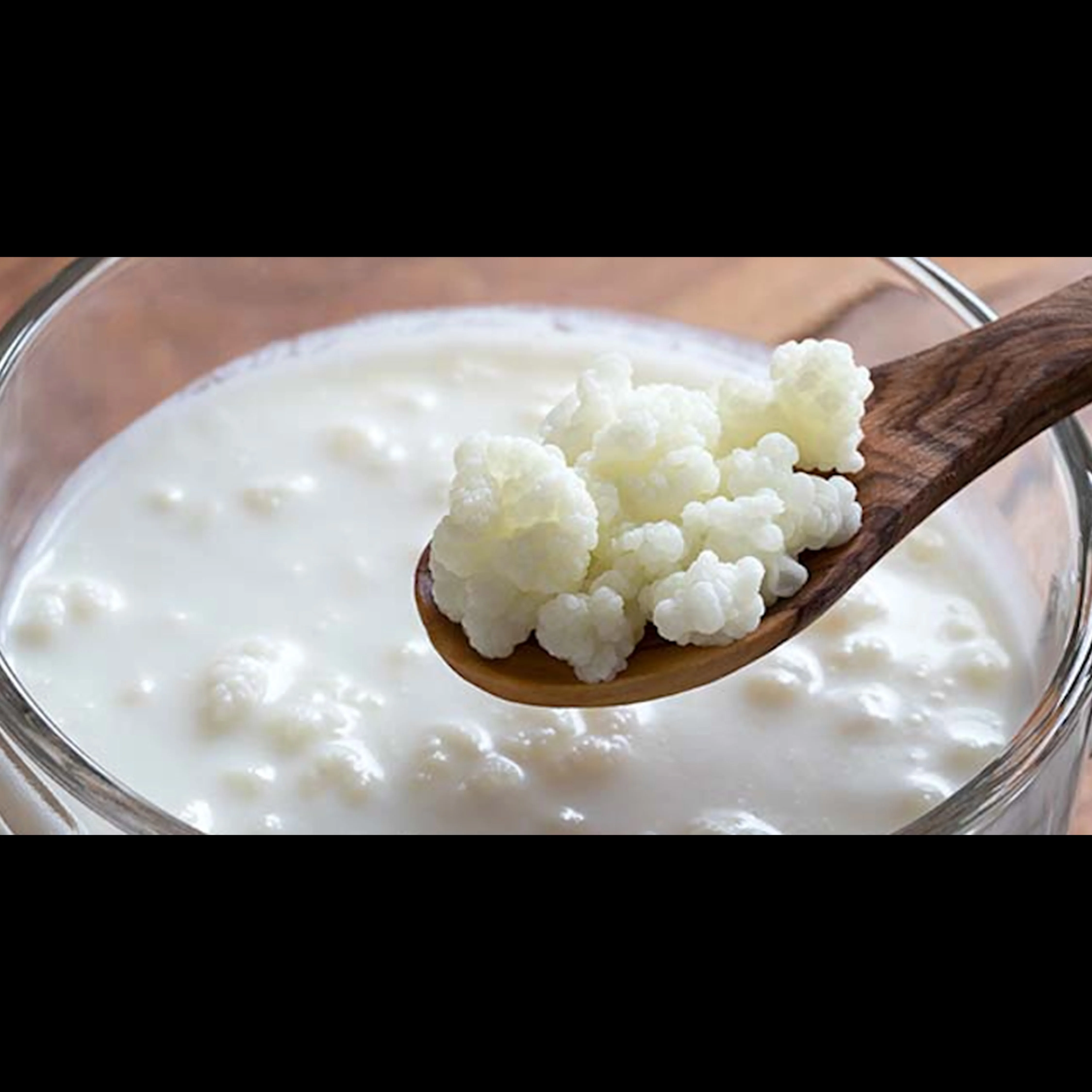 Top Quality Health Miracle Kefir From Turkey Buy Kefir Grains Machine