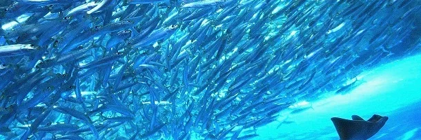 anchovy-fan.jpg