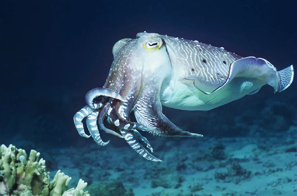 cuttlefish (2251)