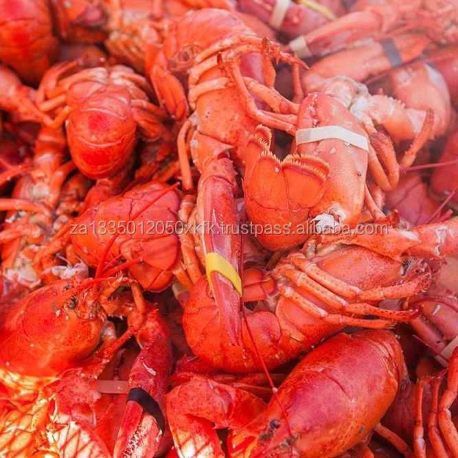 Panulirus Argus Spiny Lobsters Buy Live Spiny Lobster,Frozen