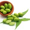 ME Neem essential oil buyer --Whatsapp :+91 9176416331