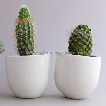 Small Bonsai Pots White Flower Pot Indoor Interior Decoration Terracotta Pot Buy Succulent Pots Terracotta Pots Clay Pots Product On