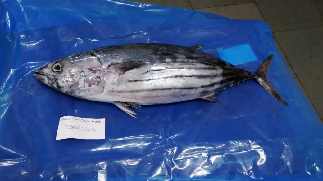 SKIPJACK TUNA (1).jpg