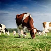 /product-detail/live-cattle-holstein-friesian-cattle-holstein-friesian-heifers-50044293627.html