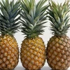Fresh and delicious Pineapple FOR SALE 100% CHEAP