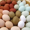 High Quality Fresh Chicken Eggs best offer