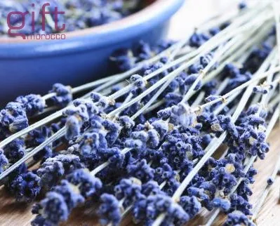 lavender flower morocco.jpg