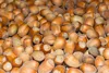 Premium Quality Grade A Natural Hazelnut / Hazelnut Paste