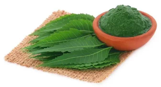 Image result for neem leaves