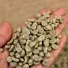 GREEN ROBUSTA COFFEE S16 FROM THE SECOND BIGGEST SUPPLIER VIETNAM