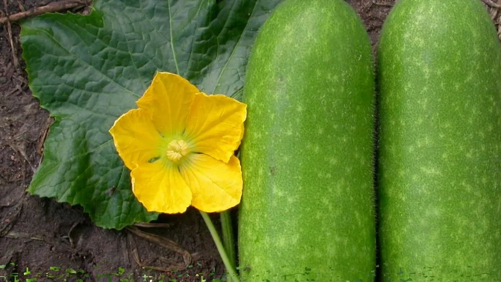 Vietnam Winter Melon For Sale In 2020 Buy Green Melon,Winter Melon