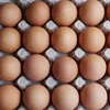 Chicken Eggs