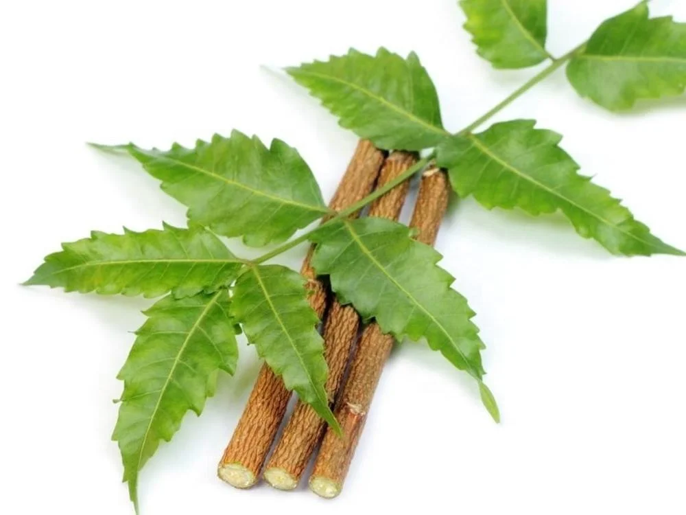 最好的印度天然有机木制牙刷-neem datun stick-chew stick