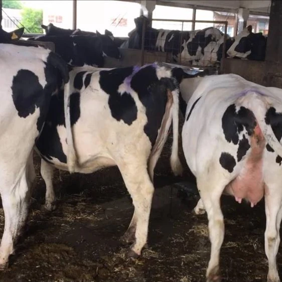 Thailand Dairy Cattle For Sale Thailand Dairy Cattle For Sale