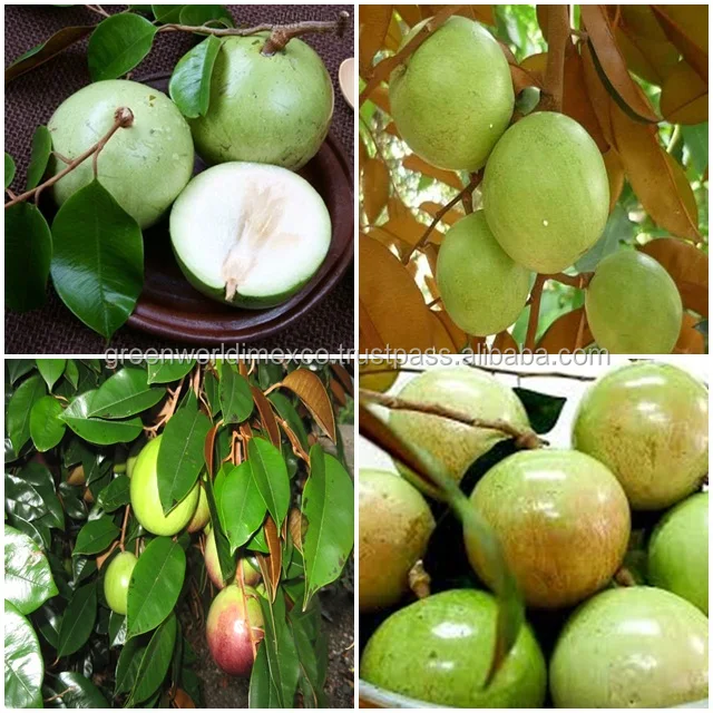 HOT SALE WITH STAR APPLE - HOT MARKET- HOT PRICE