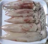 Grade A Frozen Loligo Squid