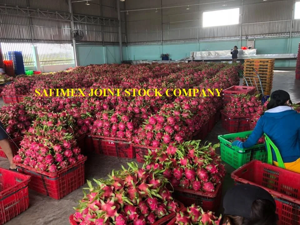 Dried Dragon Fruit Slices From Vietnam With Competitive Price 2018