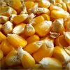 Hot Sale Fresh Yellow corn