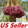 iran import dates medjool dates wholesale medjool dates