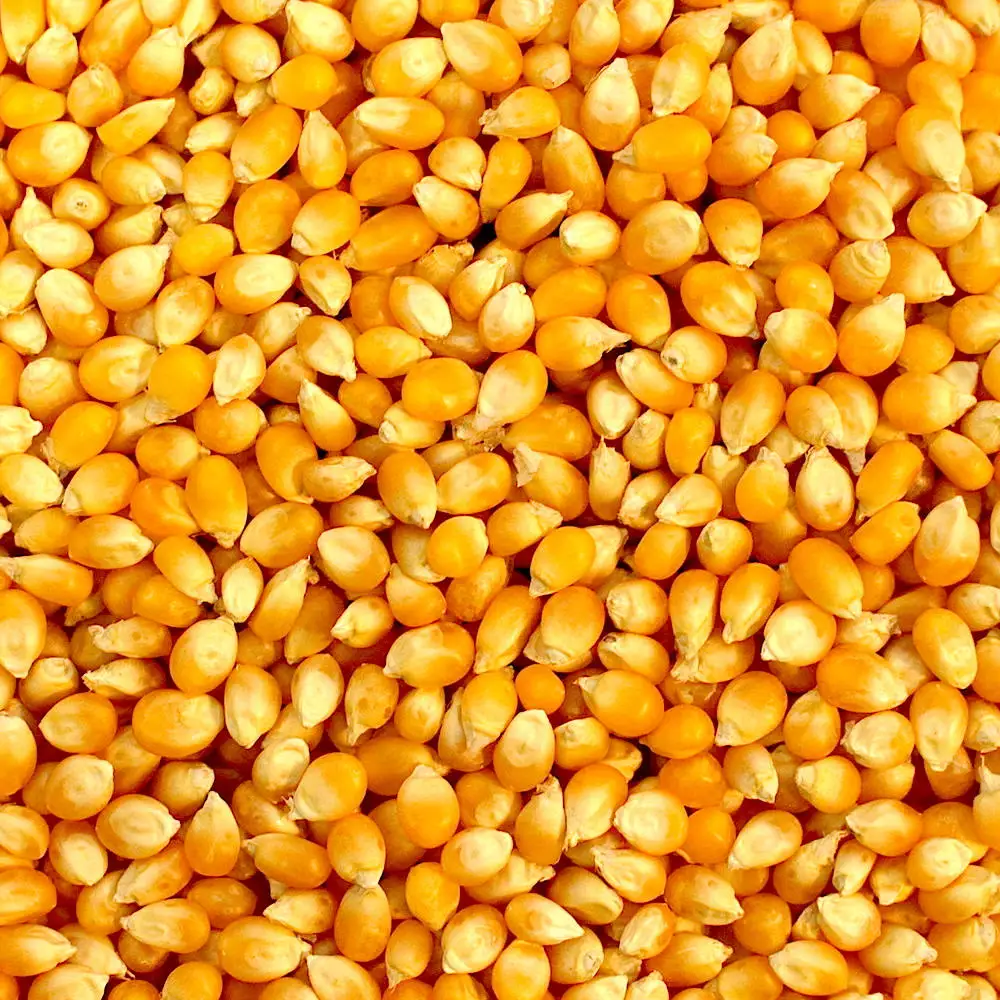MAIZE 5