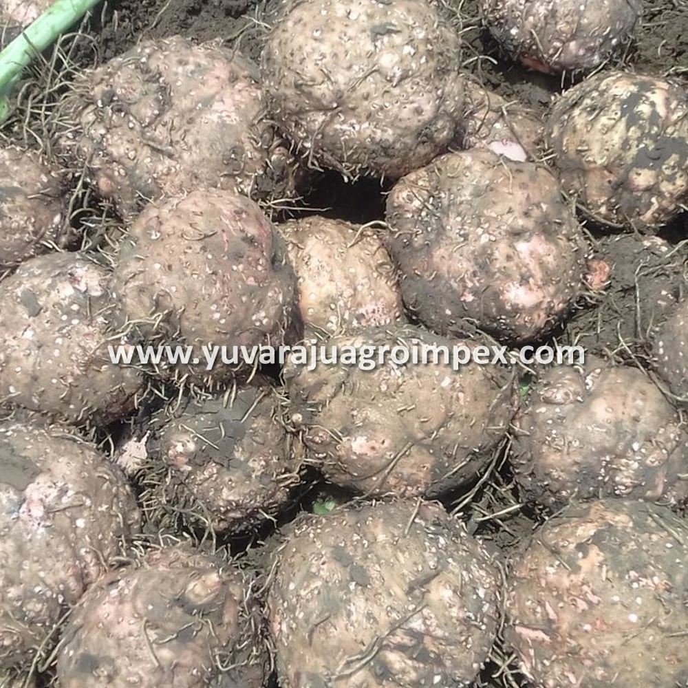 Fresh Vegetables Elephant Foot Yam Exporters To Malaysia/singapore