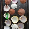 Sea shell decoration/ Scallop shell