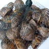 Frozen Top shell Meat/ Live Top Shell ,Live Giant African Snails.